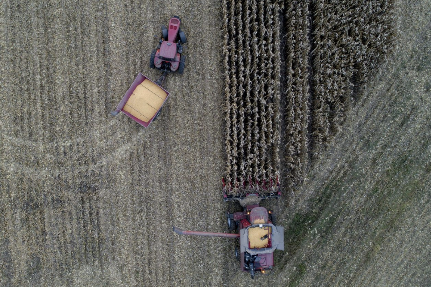 Thu hoạch ngô ở Mỹ - Ảnh: Bloomberg/WSJ.