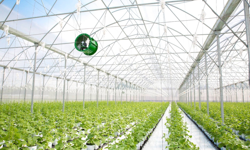 Bên trong nhà kính ứng dụng nông nghiệp công nghệ cao của Tập đoàn PAN