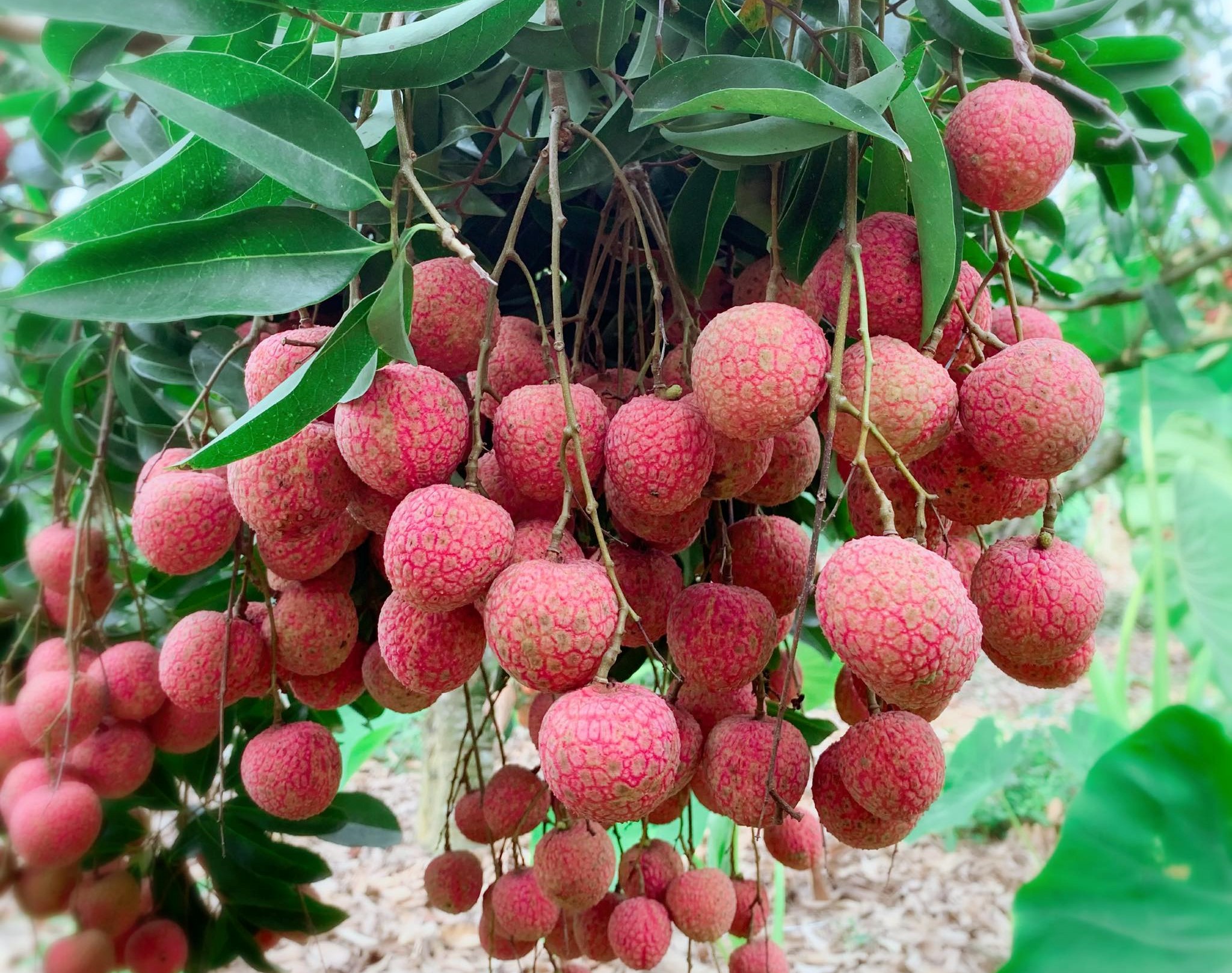 Huyện Lục Ngạn đang lập kế hoạch hỗ trợ người d&acirc;n v&ugrave;ng cao thu hoạch nốt số vải thiều c&ograve;n lại.