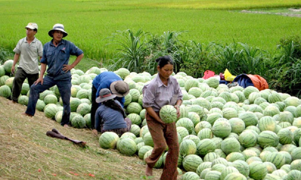 Tình trạng được mùa mất giá liên tục xảy ra trong nông nghiệp.
