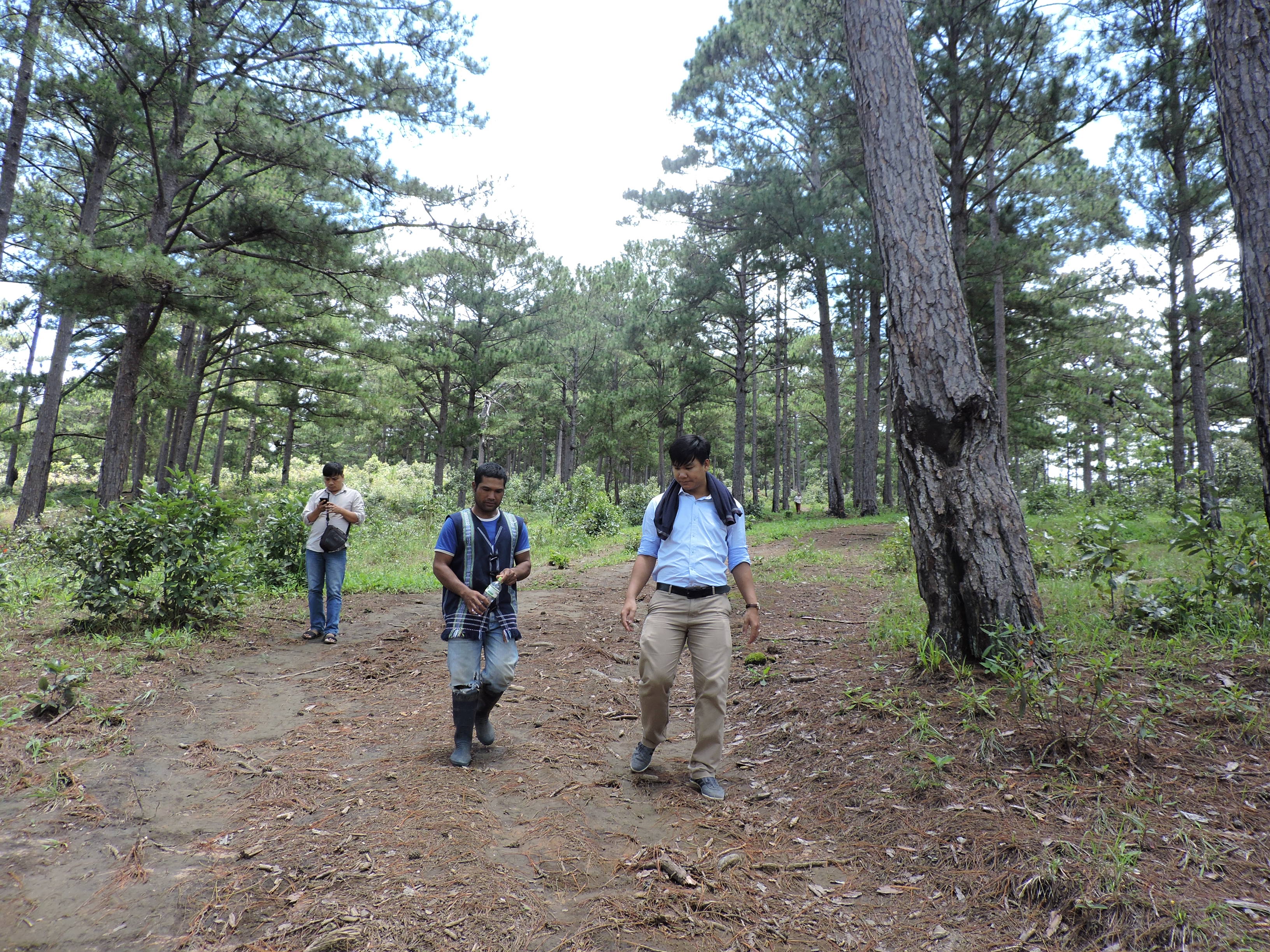 Tăng cường công tác quản lý bảo vệ rừng.