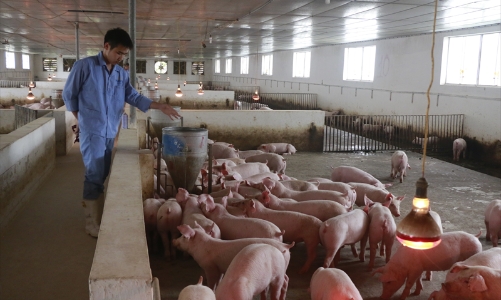 Các ngành chăn nuôi, giấy, bột sắn đang sử dụng năng lượng lãng phí