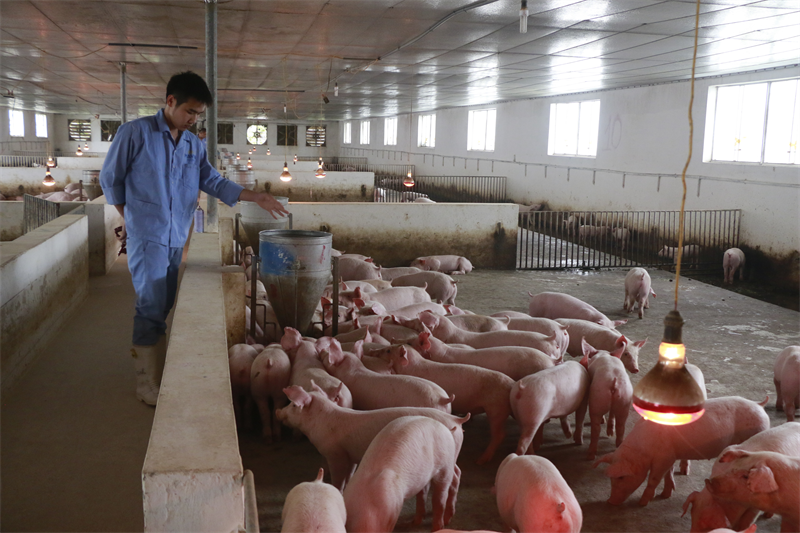 Ngành chăn nuôi nhiều tiềm năng về năng lượng sinh khối.