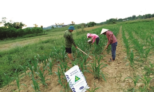 Giá phân bón tăng 