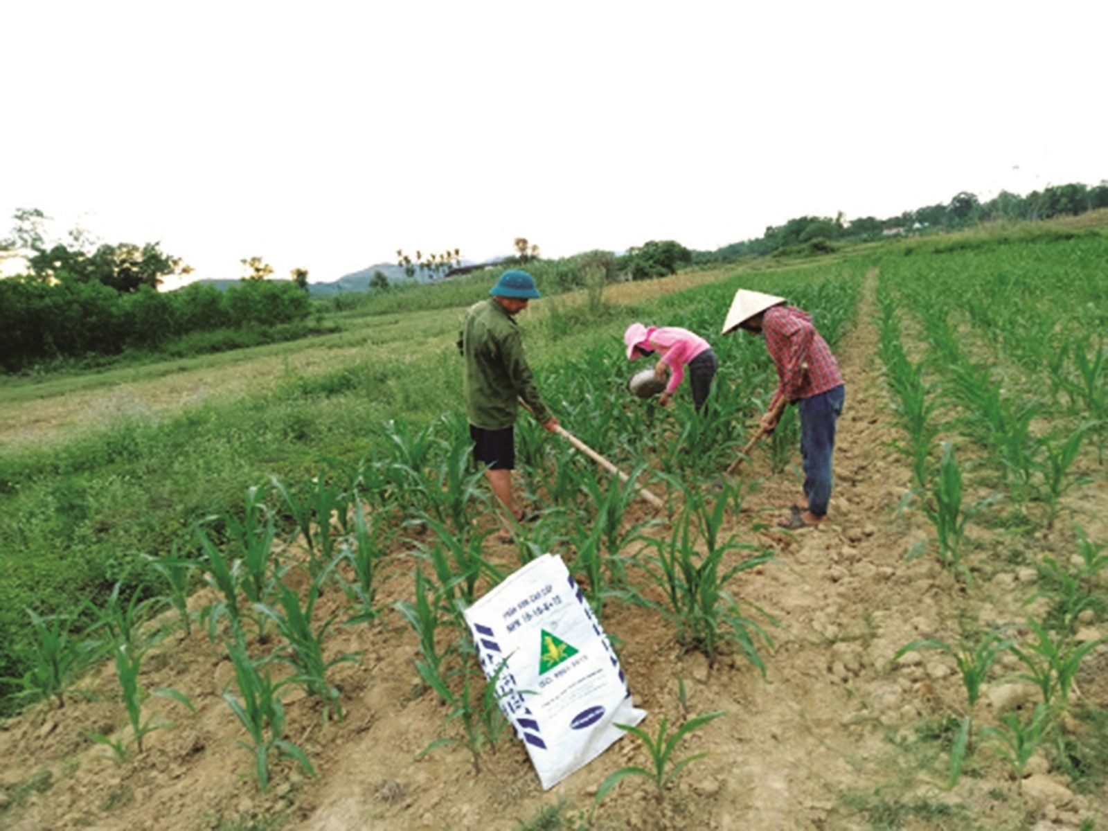 Người nông dân chấp nhận giá phân bón tăng do nguồn nguyên liệu đầu vào của các nhà máy tăng, tuy nhiên phải hợp lý ...