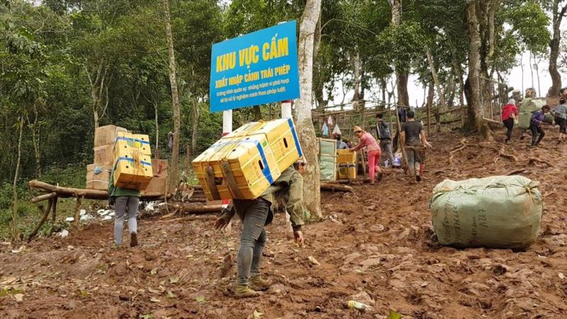 Tình hình buôn lậu vàng và ngoại tệ đang có dấu hiệu xuất hiện trở lại sau một thời gian lắng xuống.