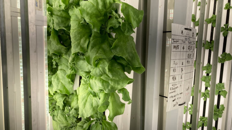 Trang trại Commonwealth Greens c&oacute; thể thu hoạch tới 100 tấn rau mỗi năm - Ảnh: Nikkei Asia