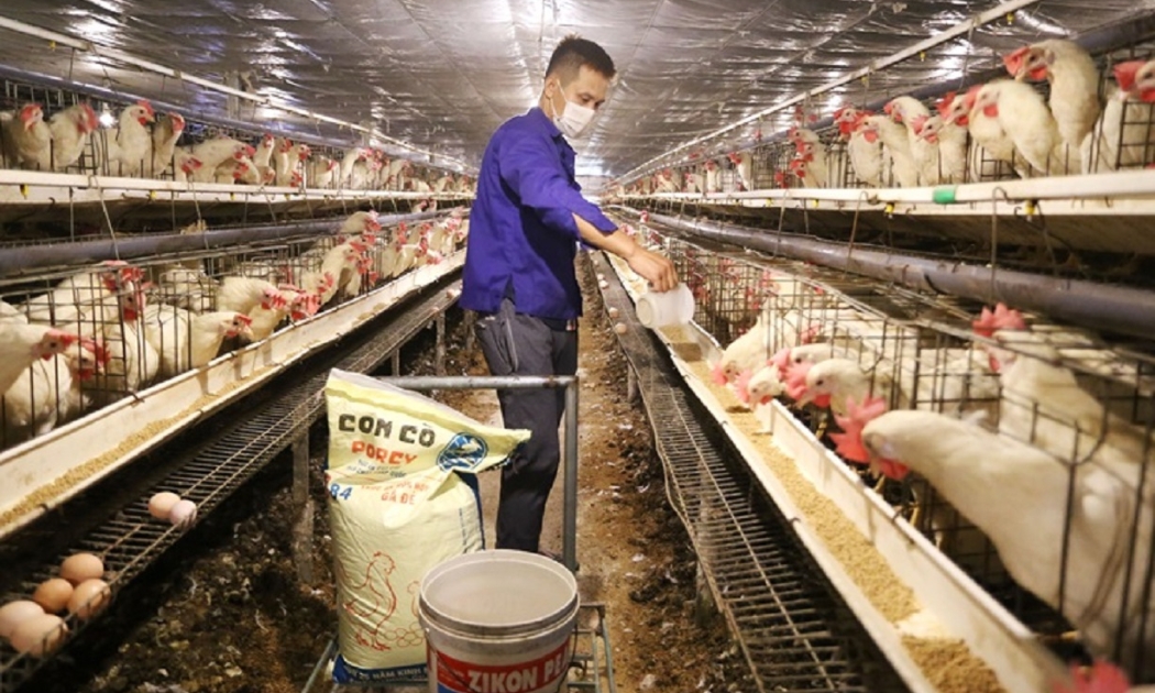 Chăn nuôi gặp khó do giá thức ăn quá cao.