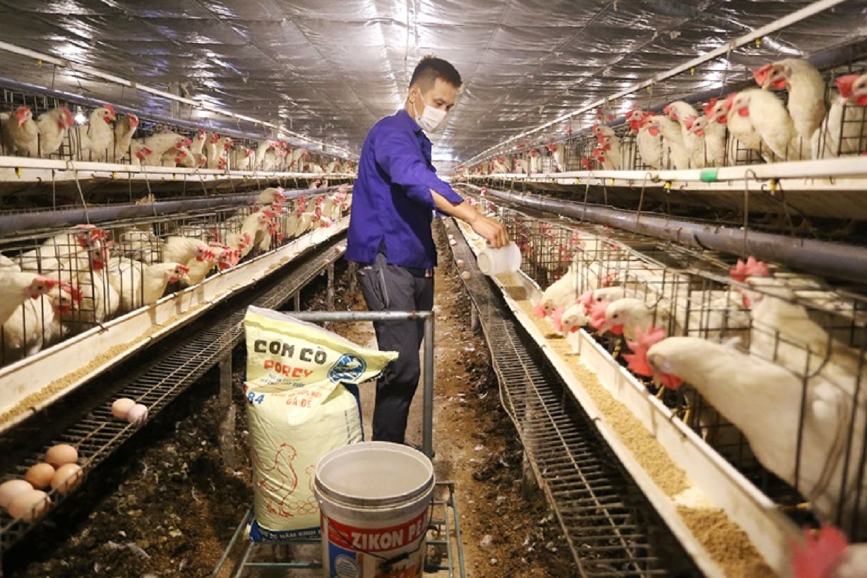 Chăn nuôi gặp khó do giá thức ăn quá cao.