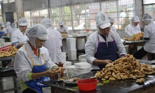 Gừng đông lạnh có nhiều dư địa tăng thị phần tại Australia