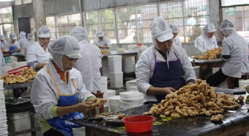 Gừng Việt Nam có dư địa tăng trưởng xuất khẩu vào Australia.