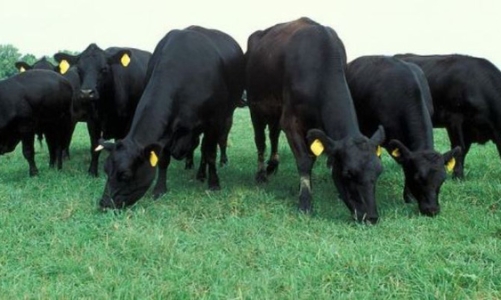 Dành 2,7 triệu AUD cho dự án nhập khẩu và vỗ béo bò thịt