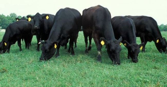 Mỗi năm Việt Nam nhập khẩu hơn 200 nghìn con bò thịt từ Úc