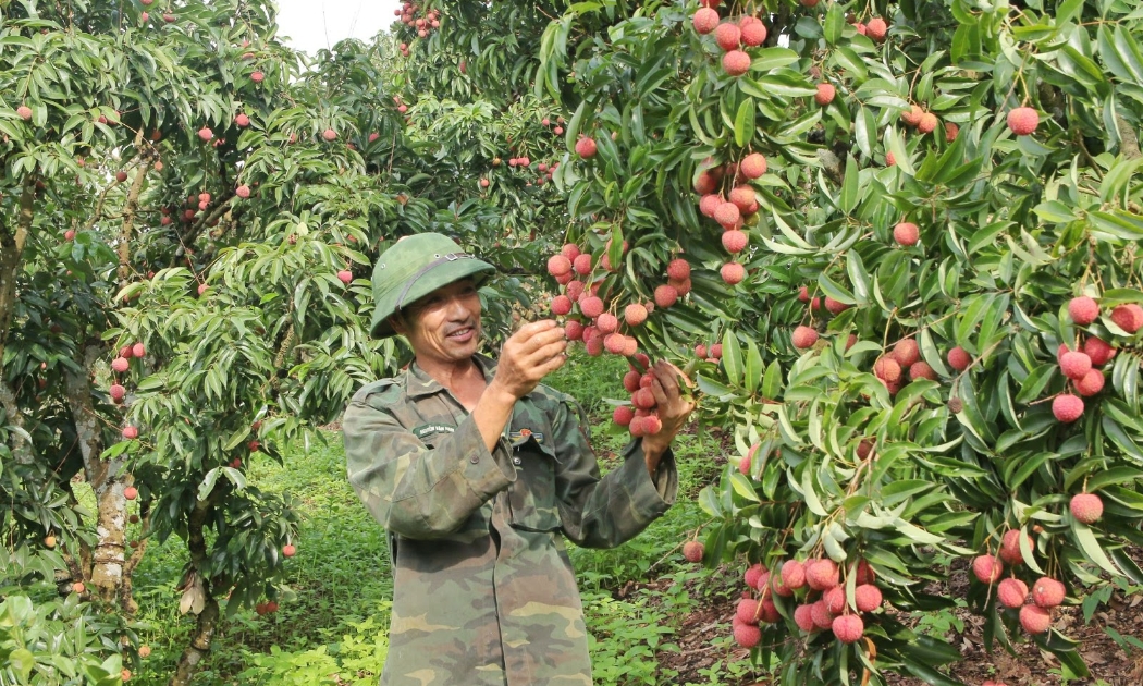 Niềm vui của chú Mến (chủ vườn vải xuất Nhật, Bắc Giang) khi vải được mùa, bán chạy.