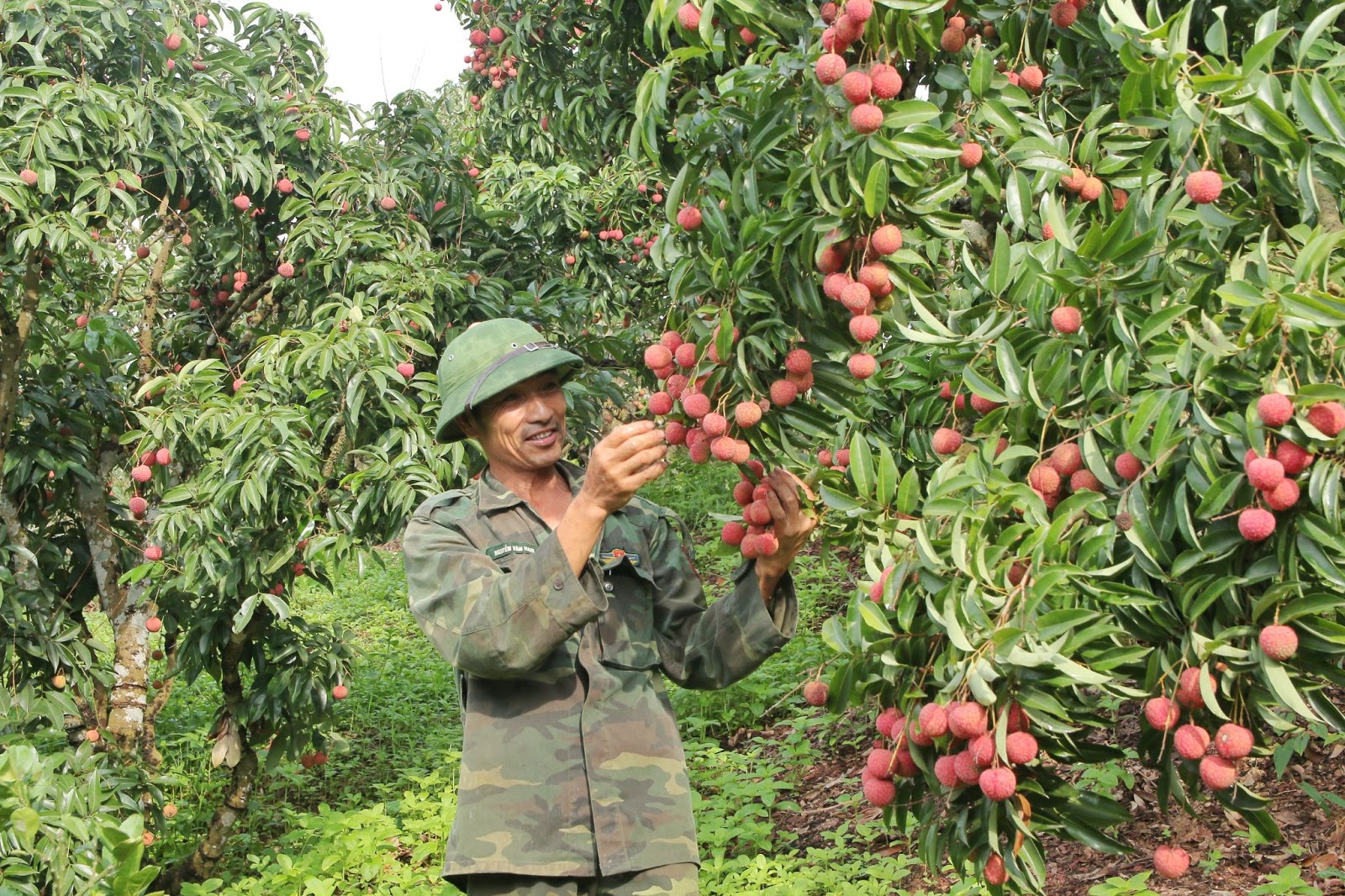 Niềm vui của chú Mến (chủ vườn vải xuất Nhật, Bắc Giang) khi vải được mùa, bán chạy.