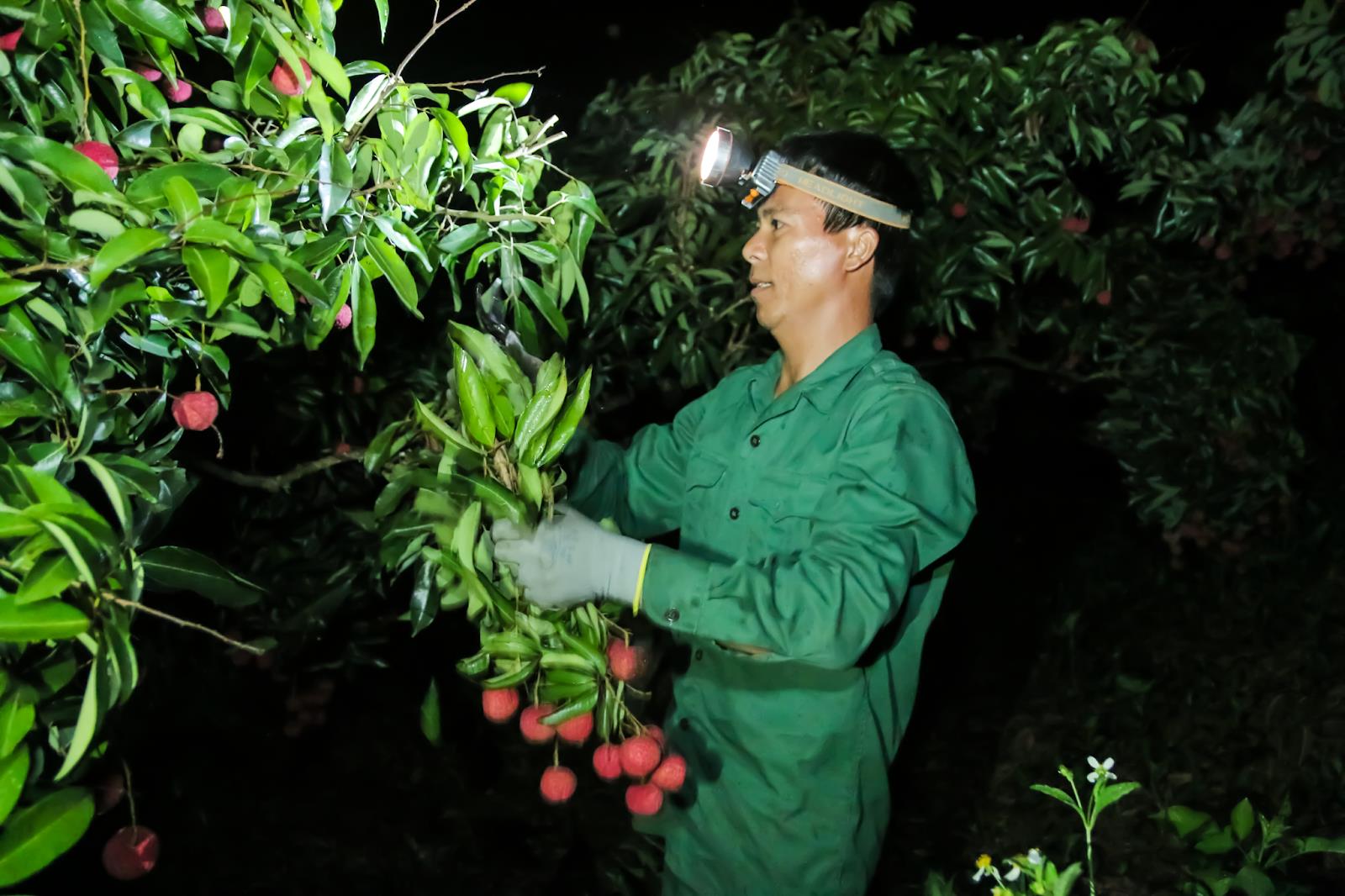 Th&acirc;u đ&ecirc;m thu hoạch vải tại thủ phủ vải thiều Lục Ngạn, Bắc Giang.