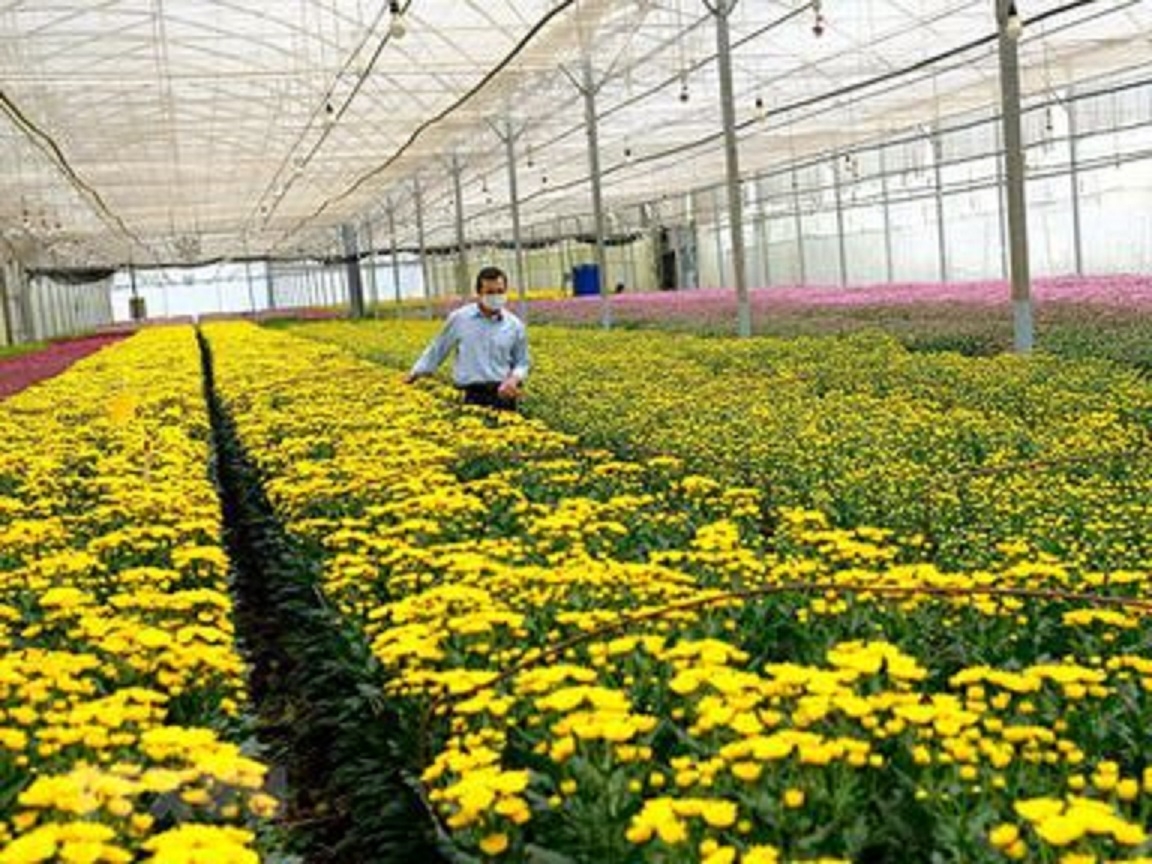 Doanh nghiệp kêu cứu vì hoa cúc xuất khẩu phải hủy bỏ do vướng quy định.