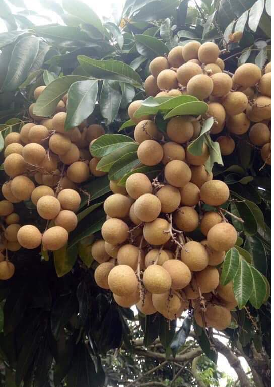 Các nhà vườn trồng nhãn ở Hưng Yên đã nhiều năm nỗ lực thay đổi thói quen để sản xuất nhãn đạt chuẩn xuất khẩu vào các thị trường khó tính.