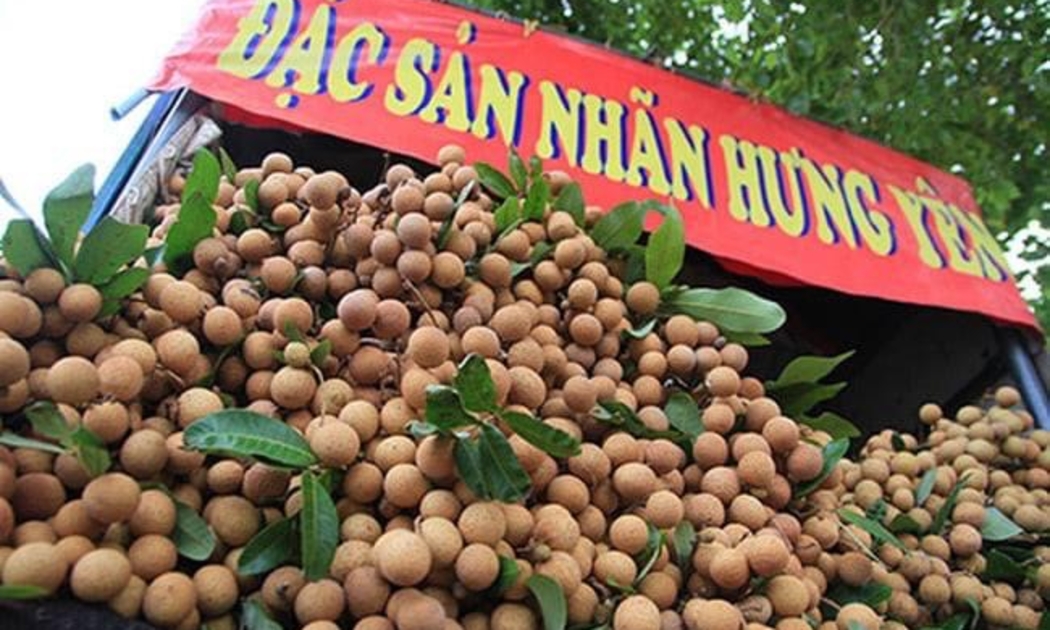 Hơn 60% sản lượng nhãn Hưng Yên được sản xuất theo tiêu chuẩn VIETGAP