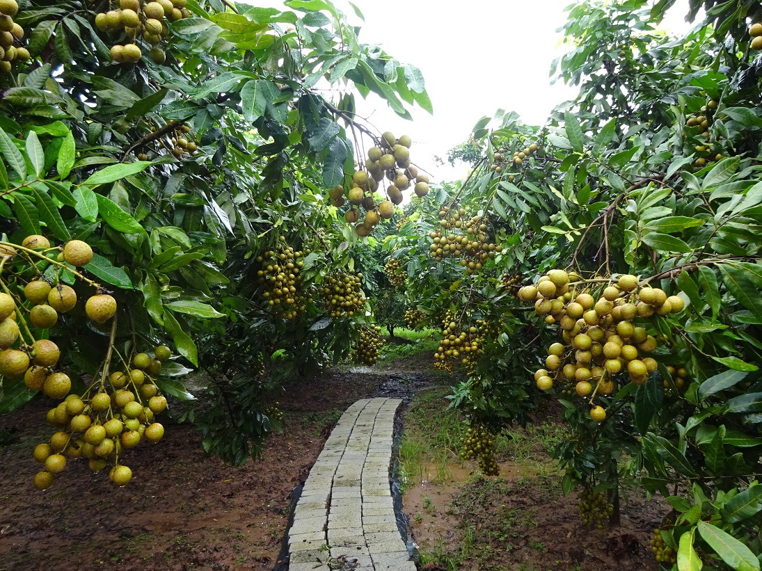 Hiện nay Nhật Bản chưa cho phép nhập khẩu chính thức quả nhãn tươi của        Việt Nam.