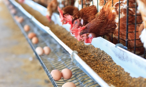 TP.HCM đang nỗ lực tìm nguồn hàng hóa, nhu yếu phẩm