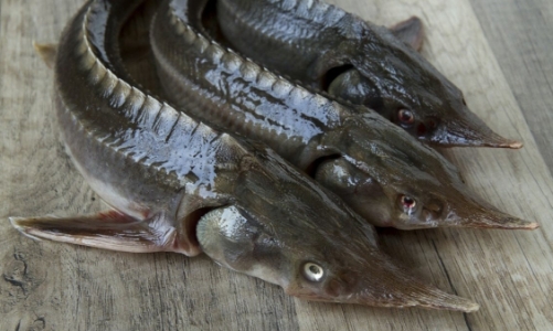 Nghi ngờ gian lận trong các lô hàng nhập khẩu cá tầm