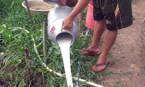 Nông dân Đồng bằng sông Cửu Long  khốn đốn vì lúa và trái cây giảm giá