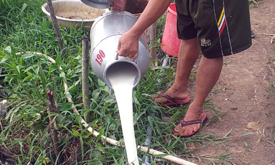 Nhiều nông dân chăn nuôi bò sữa phải đổ bỏ sản phẩm.