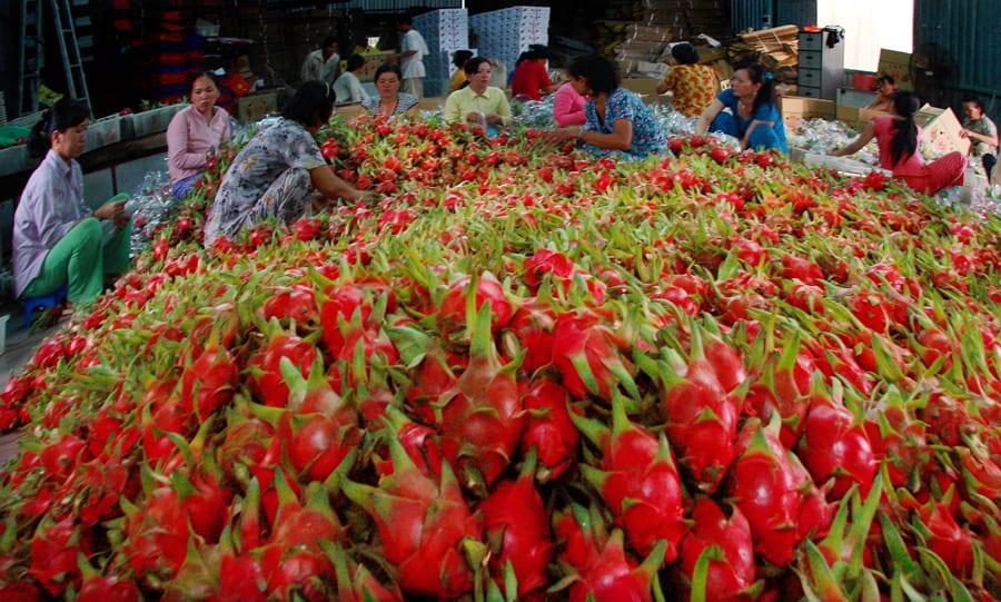 Thanh long Việt Nam có tiềm năng tại Ấn Độ