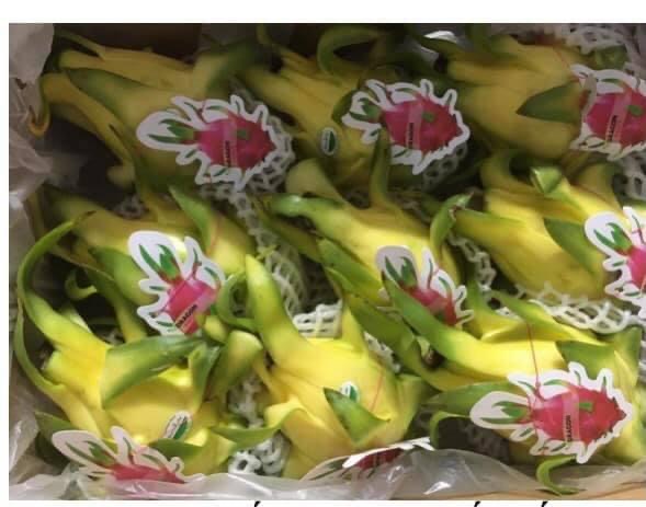 Thanh long vàng vừa cập bến Australia