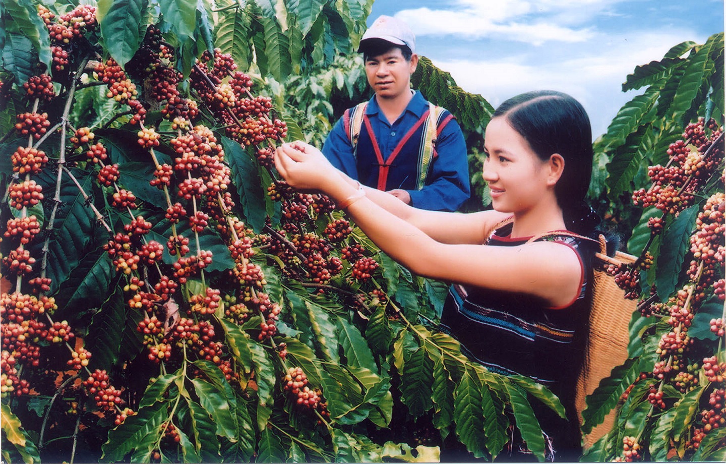 Cà phê xuất khẩu thô của Việt Nam không được hưởng lợi khi giá thế giới tăng cao