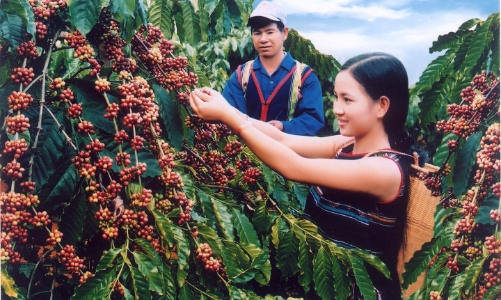 Cà phê xuất khẩu của Việt Nam đang chịu 