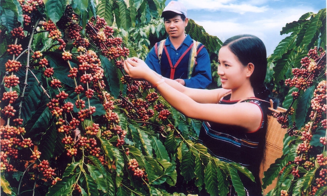 Cà phê xuất khẩu thô của Việt Nam không được hưởng lợi khi giá thế giới tăng cao