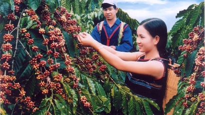 Coffee exports decline
