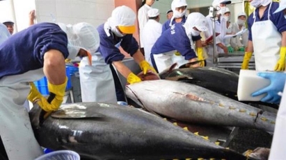 Tuna exports to US and Europe up sharply