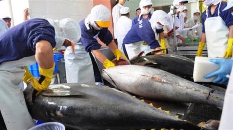 Tuna exports to US and Europe up sharply