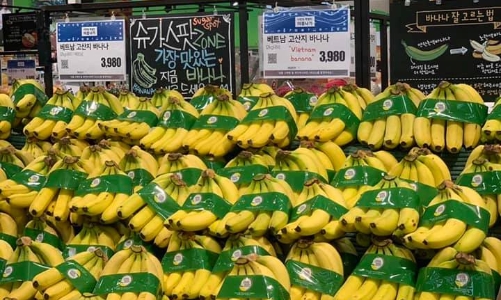Cạnh tranh với Philippines, quả chuối Việt Nam cần nâng cao chất lượng tại thị trường Hàn Quốc