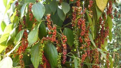 Issues facing pepper exports to be addressed