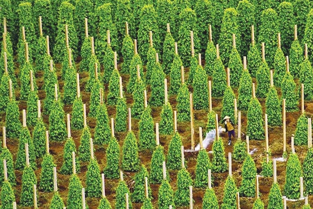 Việc hồ tiêu bị đưa vào luồng vàng đã gây khó khăn cho mặt hàng hồ tiêu xuất khẩu của Việt Nam. 
