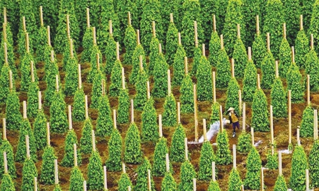 Việc hồ tiêu bị đưa vào luồng vàng đã gây khó khăn cho mặt hàng hồ tiêu xuất khẩu của Việt Nam. 