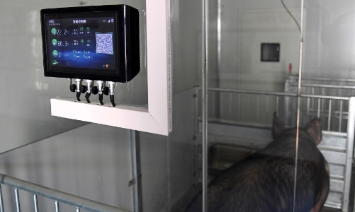 Trung Quốc: Lợn được nuôi trong “khách sạn” cao tầng