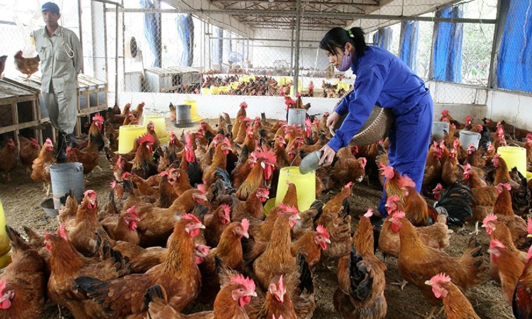 Giá gà công nghiệp rẻ hơn rau.