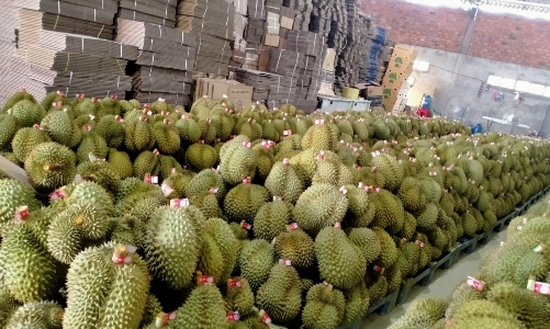 Doanh nghiệp xuất khẩu trái cây có nguy cơ mất thị trường.