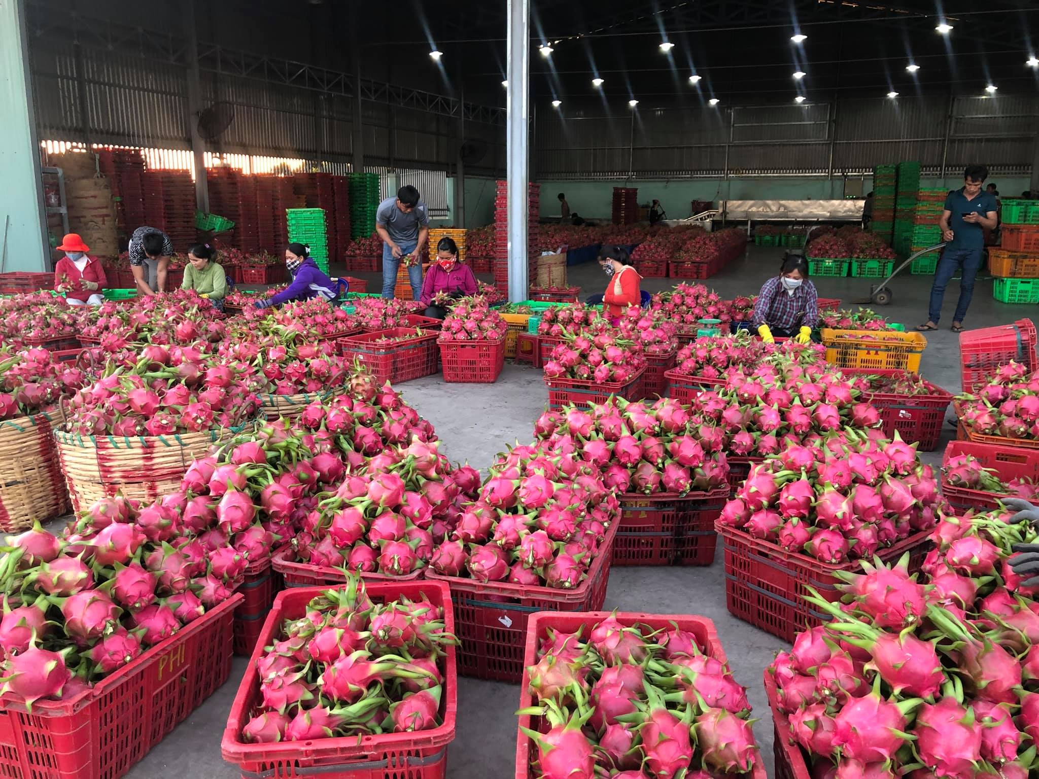 Thời gian tới, không chỉ doanh nghiệp mà nông dân cũng thiệt hại, bởi nhiều loại trái cây đang vào mùa.