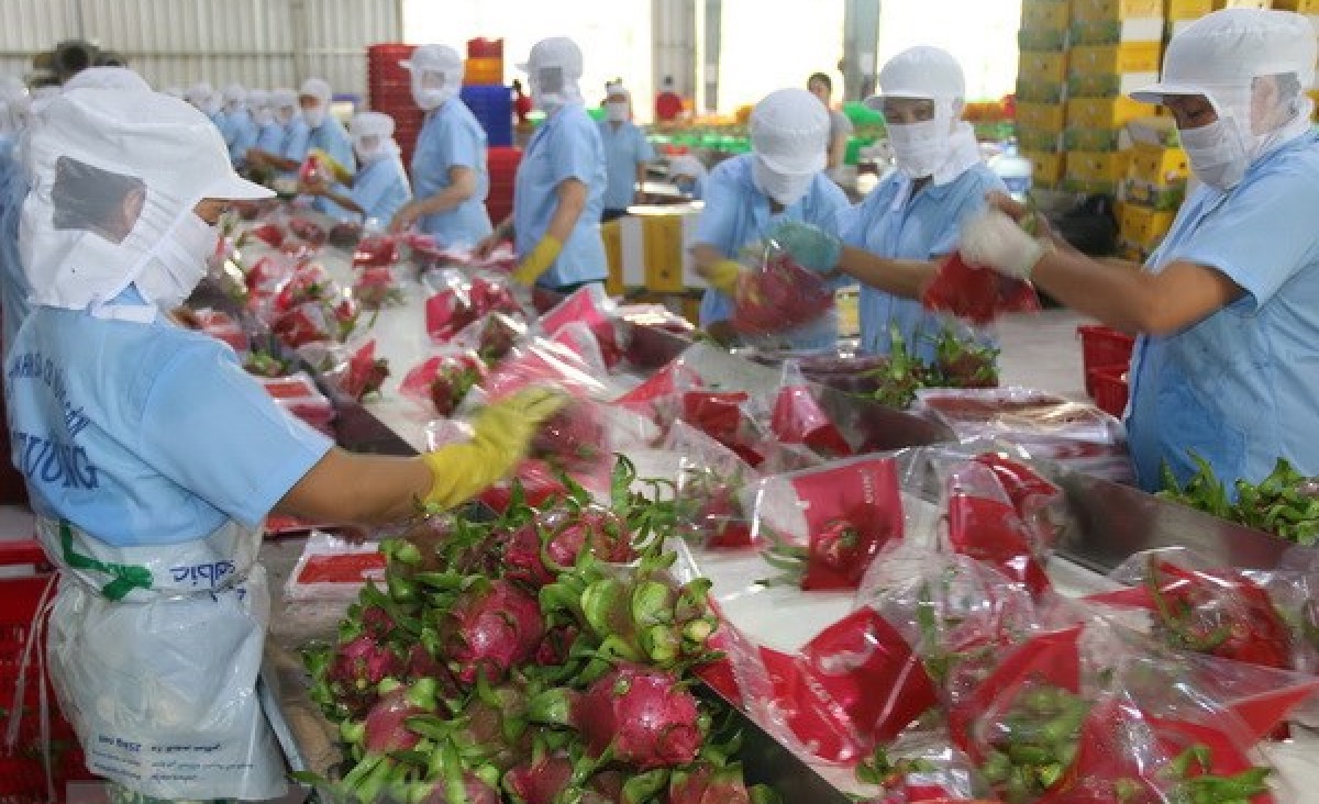 Thanh long Việt Nam xuất khẩu sang thị trường Trung Quốc chiếm trên 90% tổng giá trị xuất khẩu.
