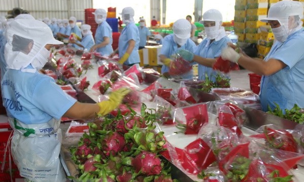Thanh long Việt Nam xuất khẩu sang thị trường Trung Quốc chiếm trên 90% tổng giá trị xuất khẩu.