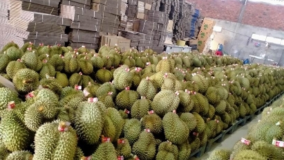  Fruit exporters risk losing markets