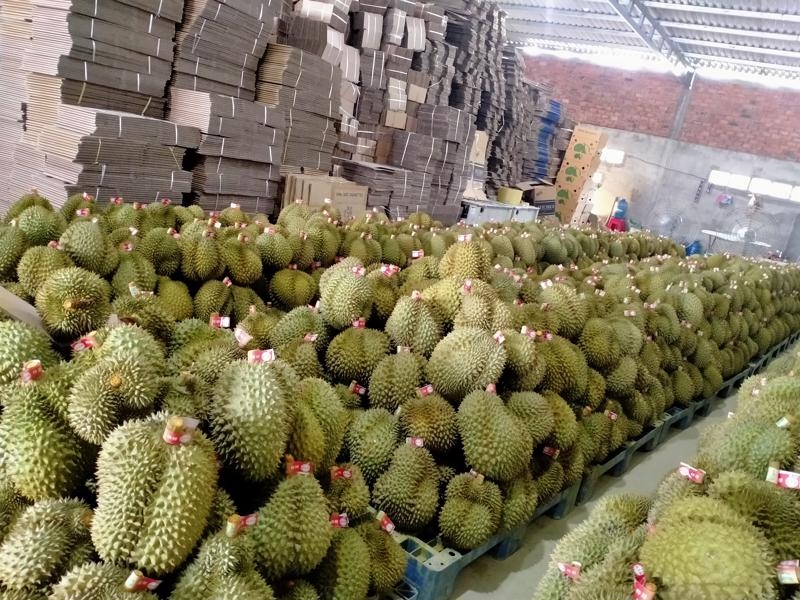  Fruit exporters risk losing markets