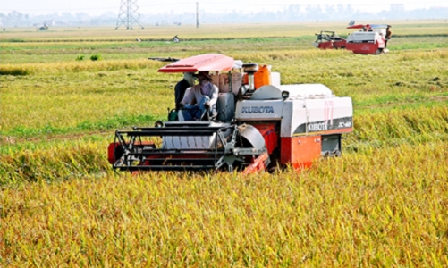 Kiến nghị Chính phủ tăng thu mua dự trữ lúa gạo, tránh nguy cơ thương lái ép giá, trục lợi