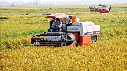 MARD proposes increase to rice reserves